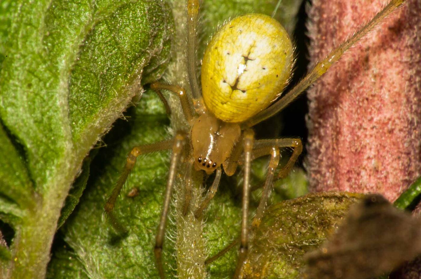 2017-08-13 - NSG Halde Pluto-Wilhelm HER-Wanne