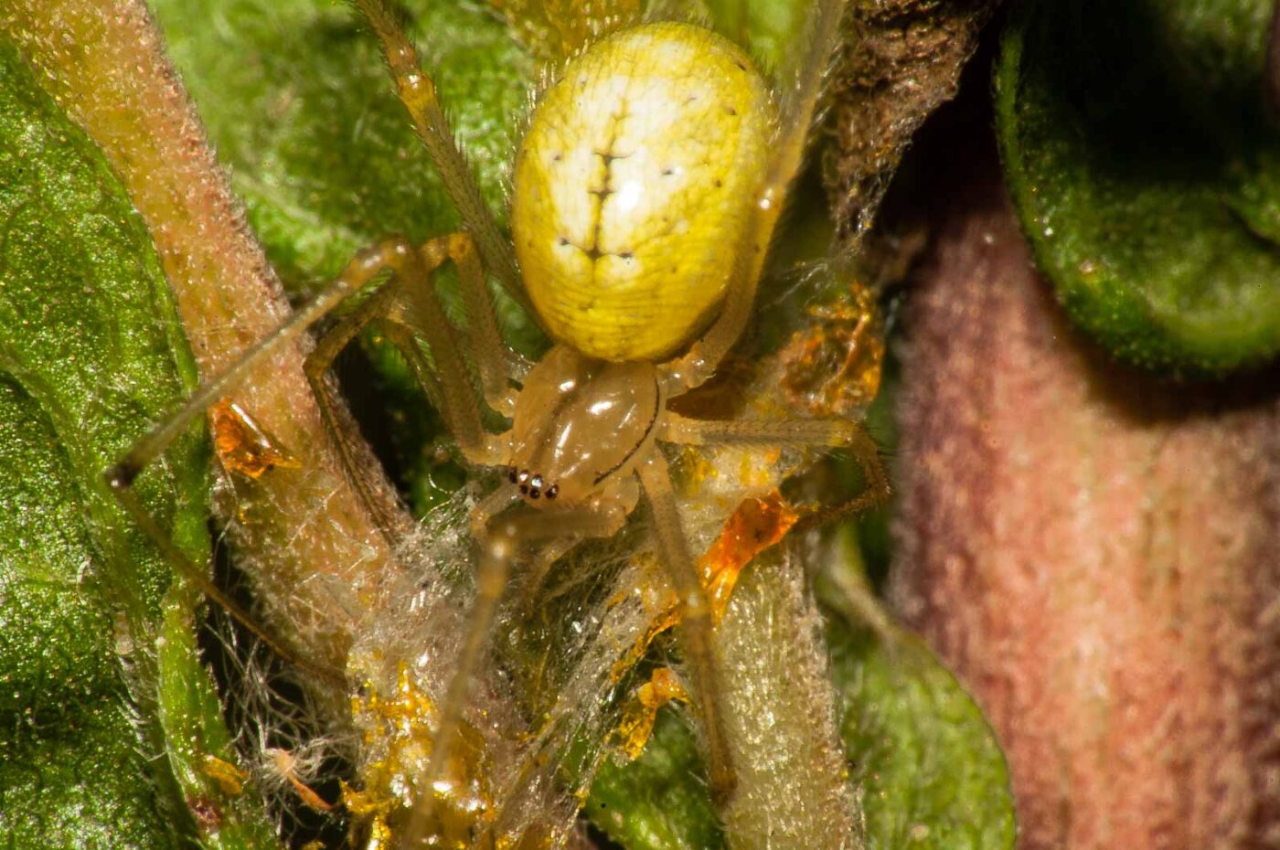 2017-08-13 - NSG Halde Pluto-Wilhelm HER-Wanne