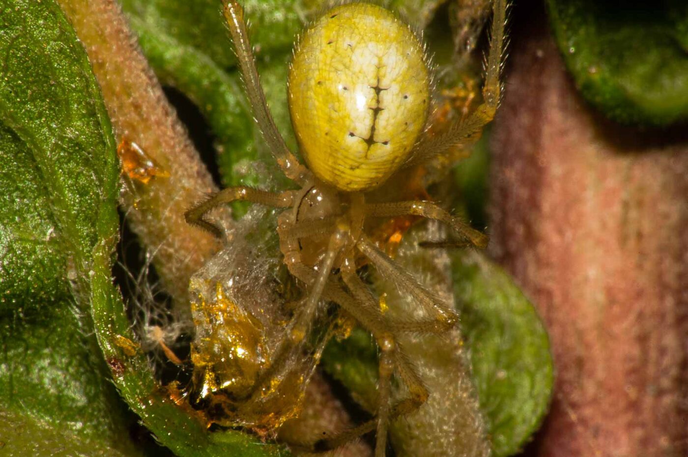 2017-08-13 - NSG Halde Pluto-Wilhelm HER-Wanne