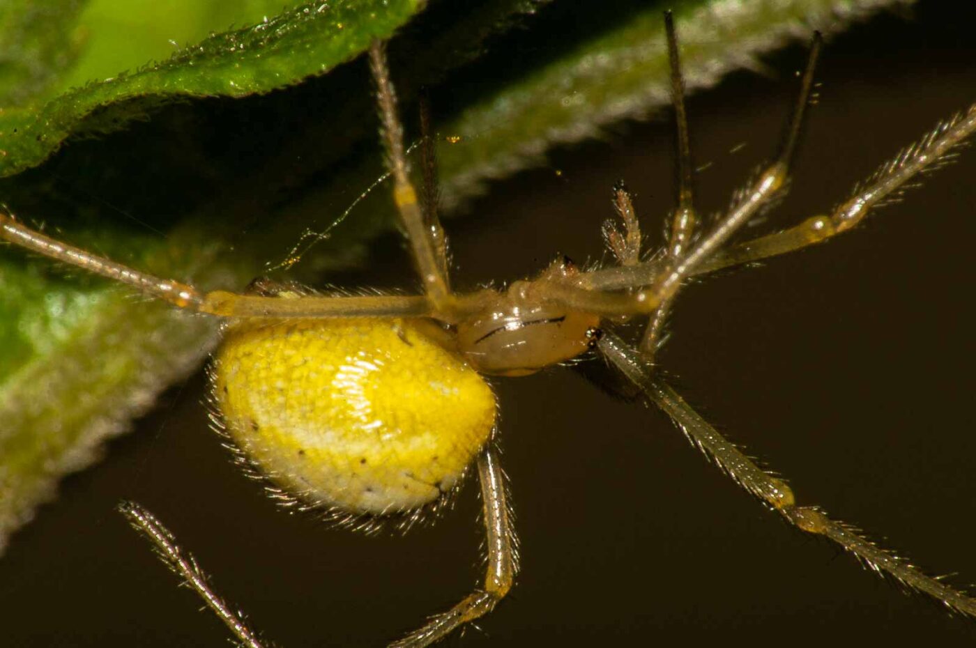 2017-08-13 - NSG Halde Pluto-Wilhelm HER-Wanne