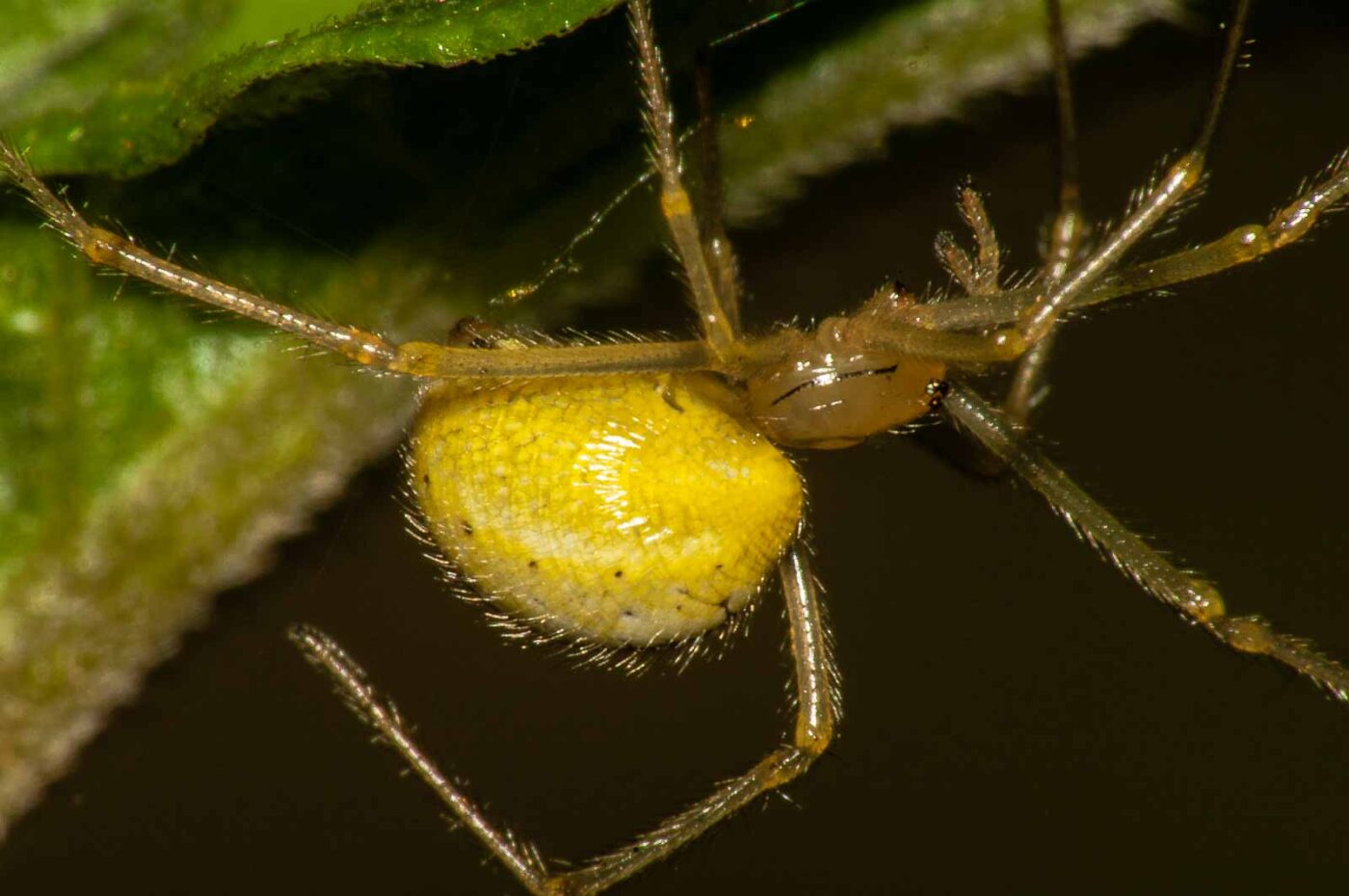 2017-08-13 - NSG Halde Pluto-Wilhelm HER-Wanne