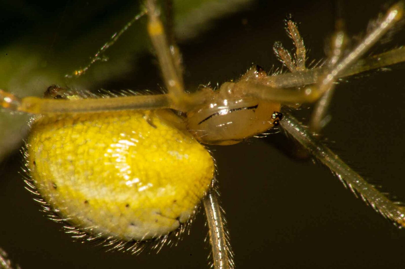 2017-08-13 - NSG Halde Pluto-Wilhelm HER-Wanne