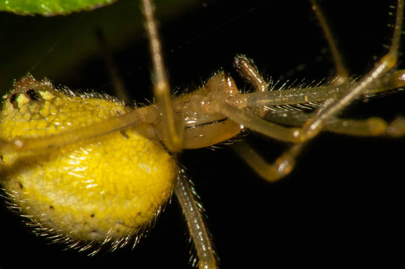 2017-08-13 - NSG Halde Pluto-Wilhelm HER-Wanne