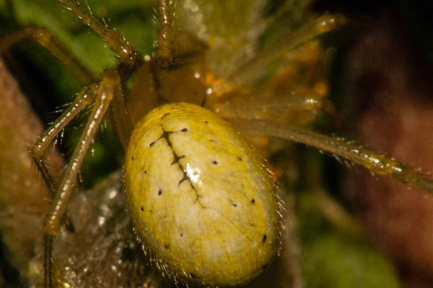 2017-08-13 - NSG Halde Pluto-Wilhelm HER-Wanne