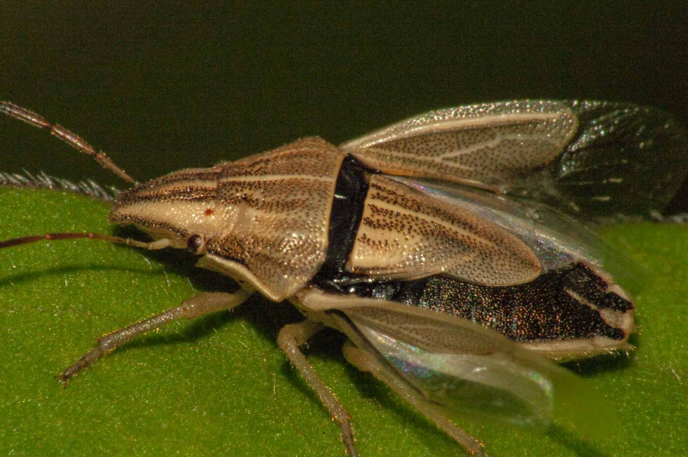 2017-08-13 - NSG Halde Pluto-Wilhelm HER-Wanne