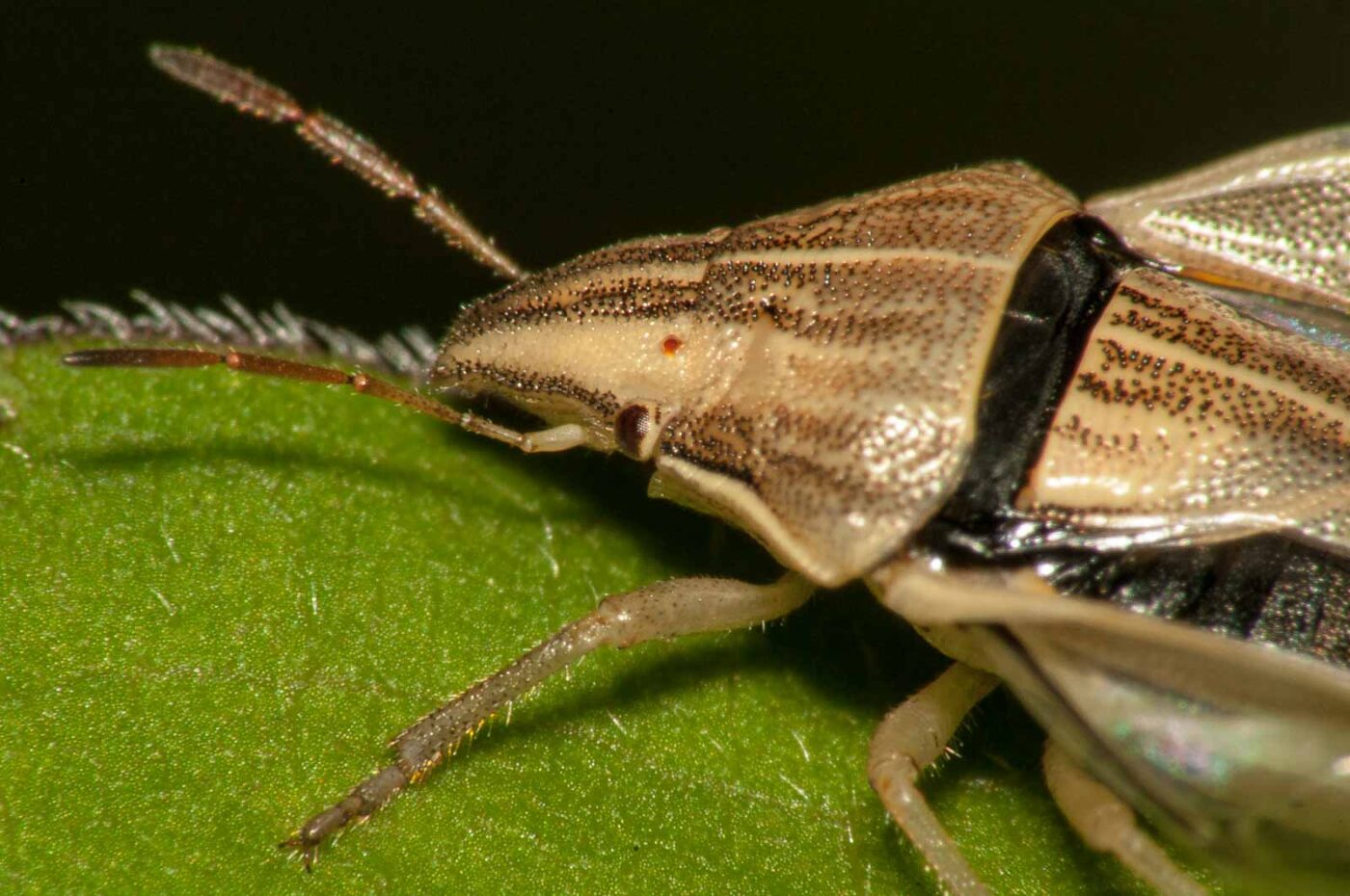 2017-08-13 - NSG Halde Pluto-Wilhelm HER-Wanne