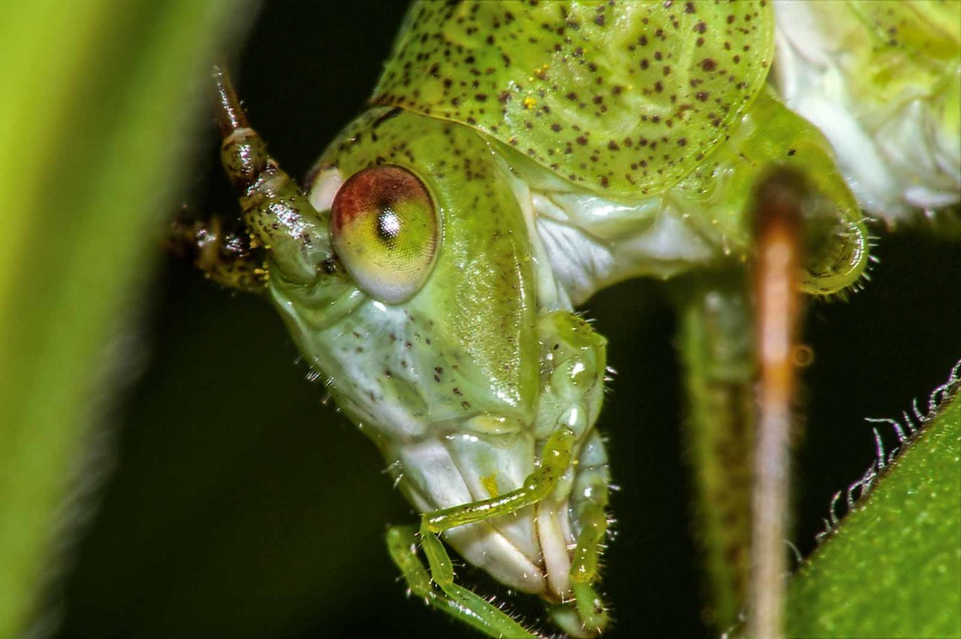 2017-08-13 - NSG Halde Pluto-Wilhelm HER-Wanne