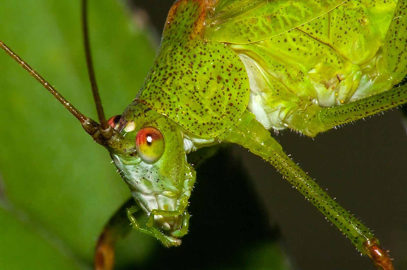 2017-08-13 - NSG Halde Pluto-Wilhelm HER-Wanne