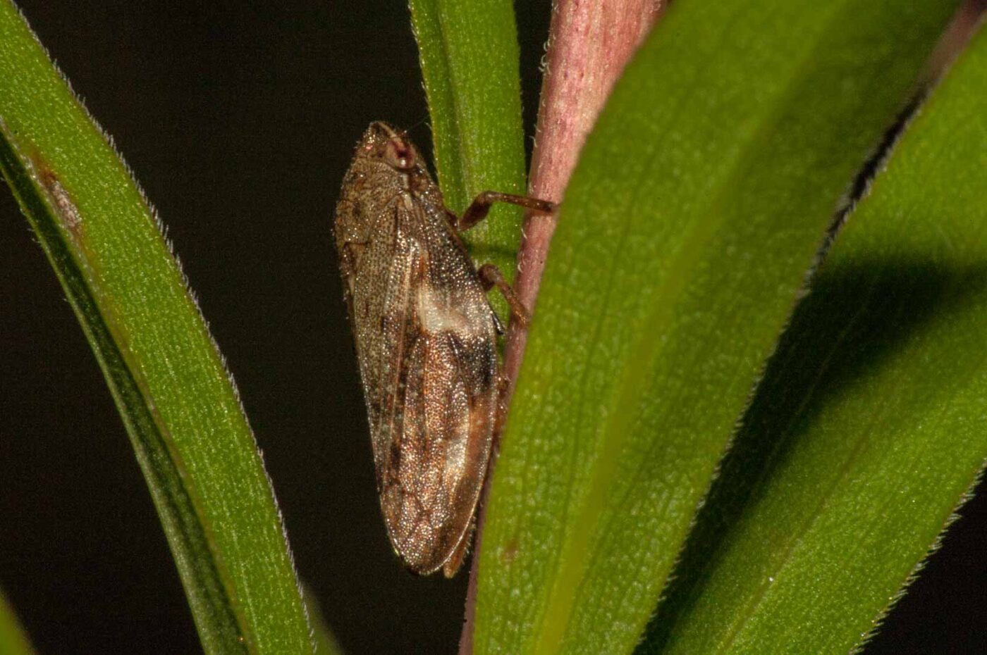 2017-08-13 - NSG Halde Pluto-Wilhelm HER-Wanne