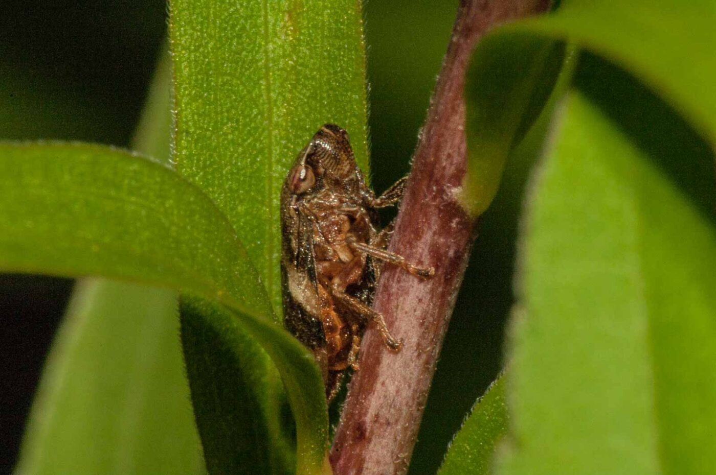 2017-08-13 - NSG Halde Pluto-Wilhelm HER-Wanne