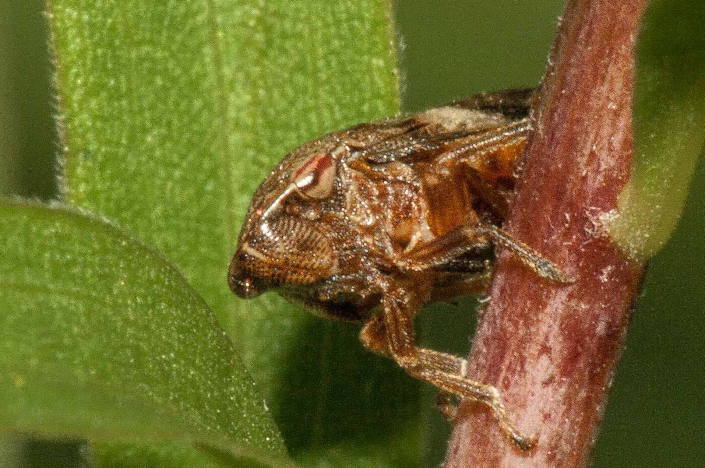 2017-08-13 - NSG Halde Pluto-Wilhelm HER-Wanne