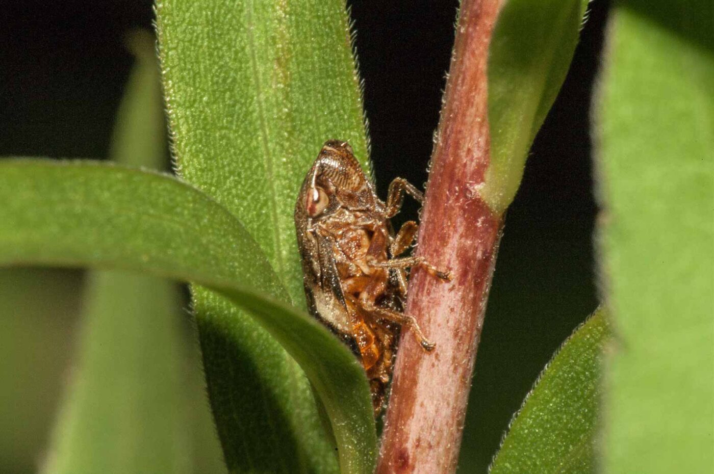 2017-08-13 - NSG Halde Pluto-Wilhelm HER-Wanne