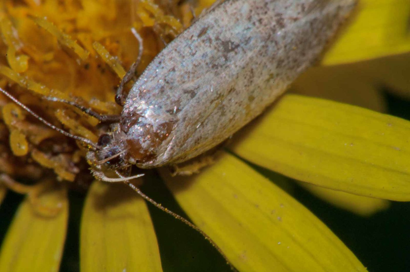 2017-08-13 - NSG Halde Pluto-Wilhelm HER-Wanne