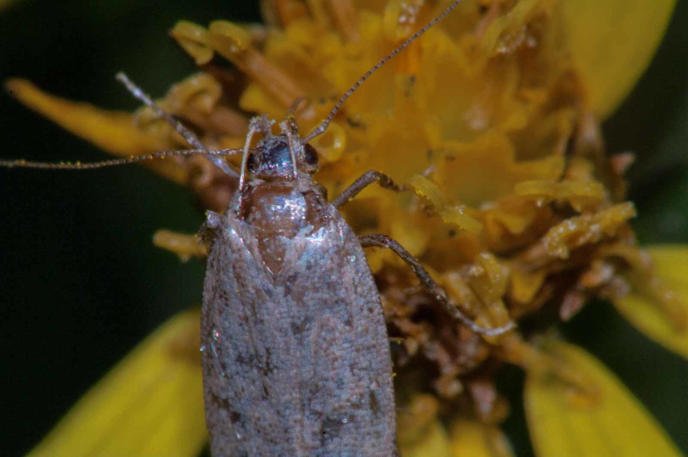 2017-08-13 - NSG Halde Pluto-Wilhelm HER-Wanne