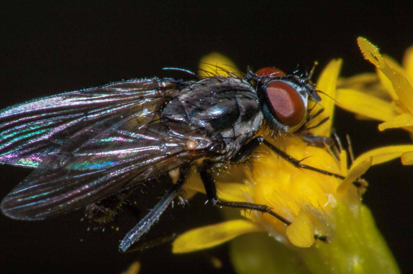 2017-08-13 - NSG Halde Pluto-Wilhelm HER-Wanne