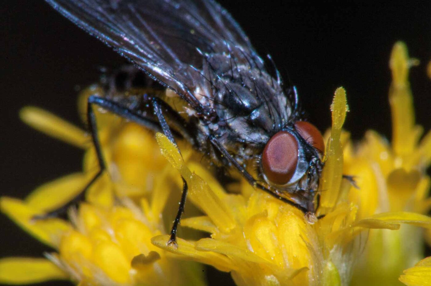 2017-08-13 - NSG Halde Pluto-Wilhelm HER-Wanne