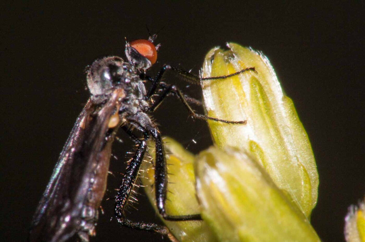 2017-08-13 - NSG Halde Pluto-Wilhelm HER-Wanne