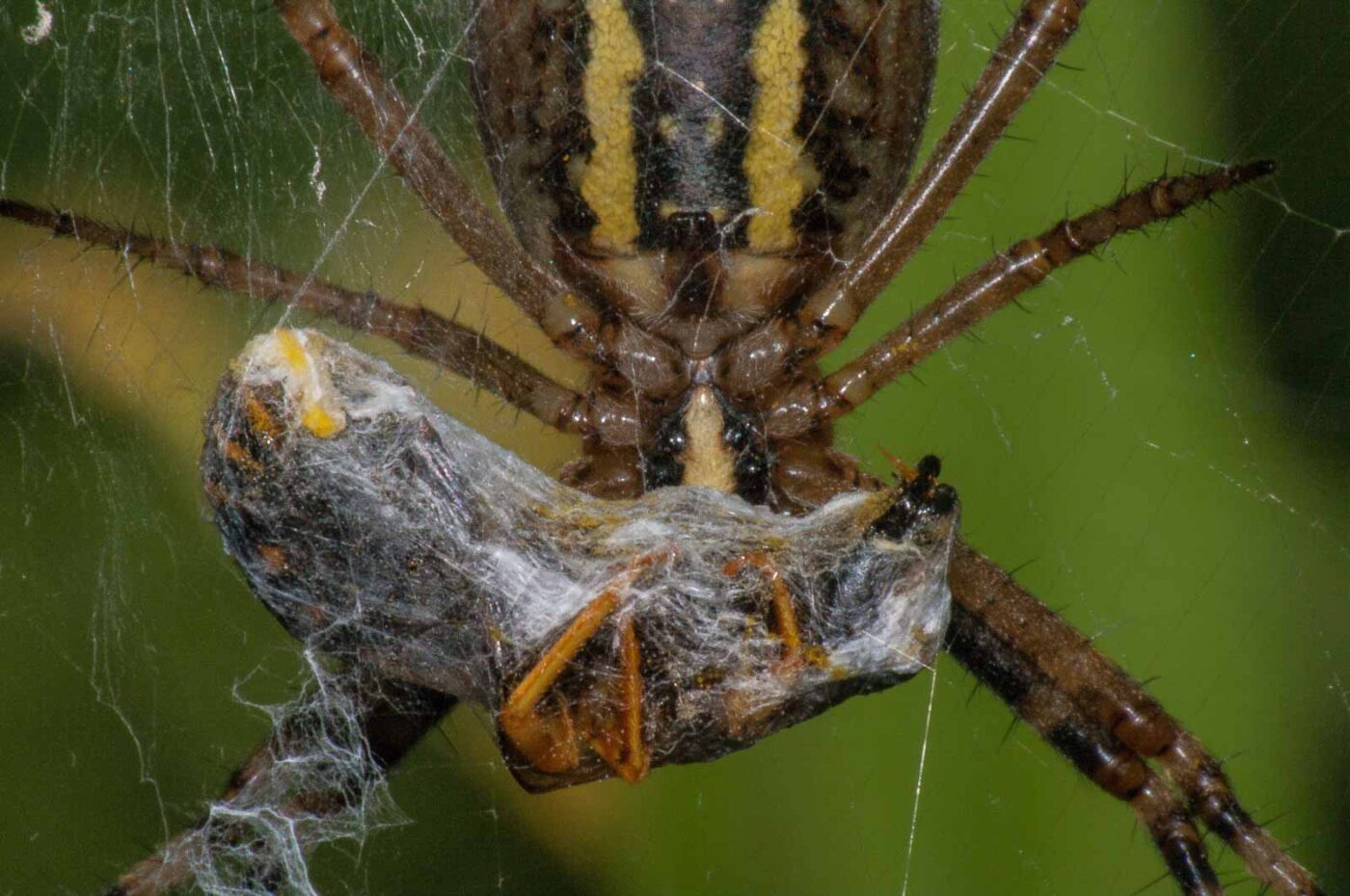 2017-08-13 - NSG Halde Pluto-Wilhelm HER-Wanne