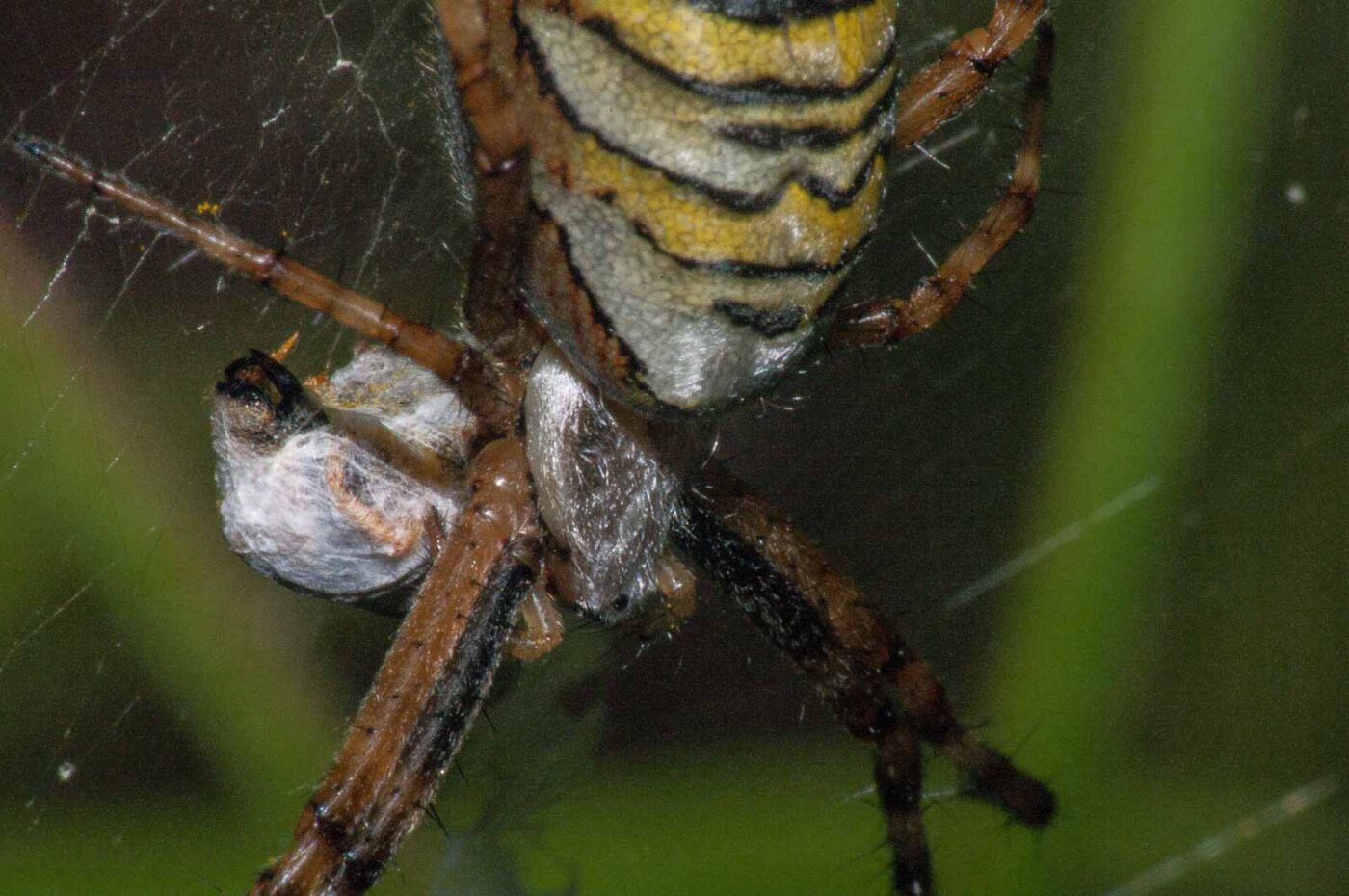 2017-08-13 - NSG Halde Pluto-Wilhelm HER-Wanne