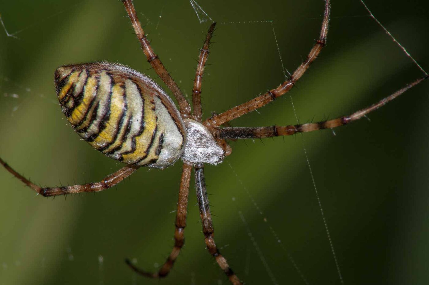 2017-08-13 - NSG Halde Pluto-Wilhelm HER-Wanne