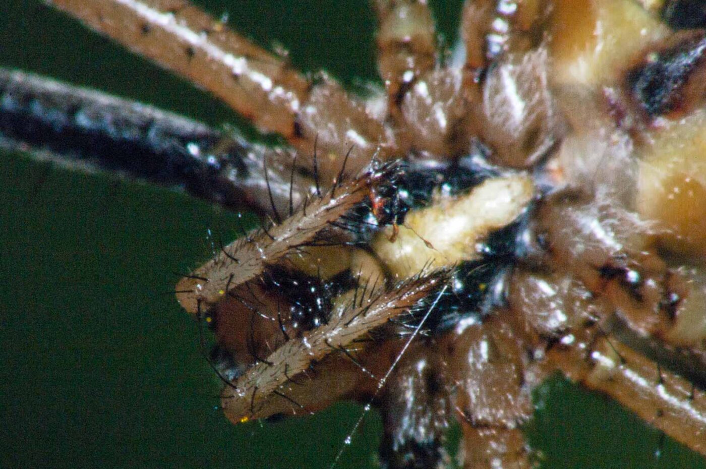 2017-08-13 - NSG Halde Pluto-Wilhelm HER-Wanne