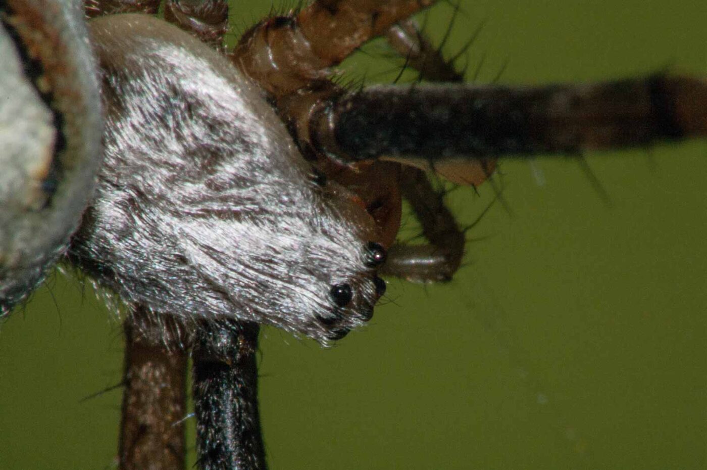 2017-08-13 - NSG Halde Pluto-Wilhelm HER-Wanne