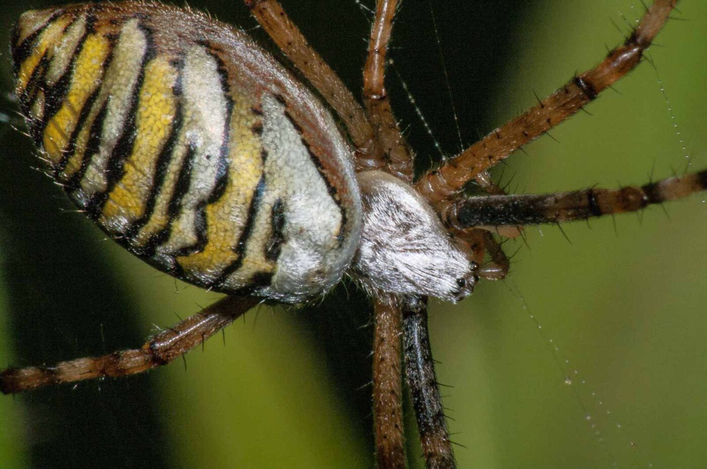 2017-08-13 - NSG Halde Pluto-Wilhelm HER-Wanne