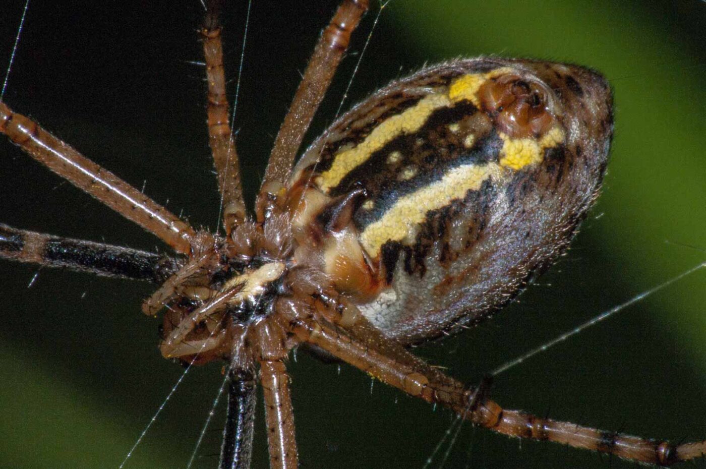 2017-08-13 - NSG Halde Pluto-Wilhelm HER-Wanne