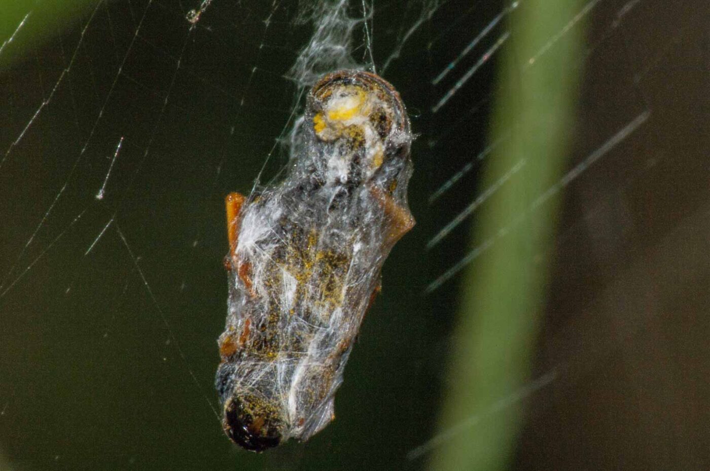 2017-08-13 - NSG Halde Pluto-Wilhelm HER-Wanne