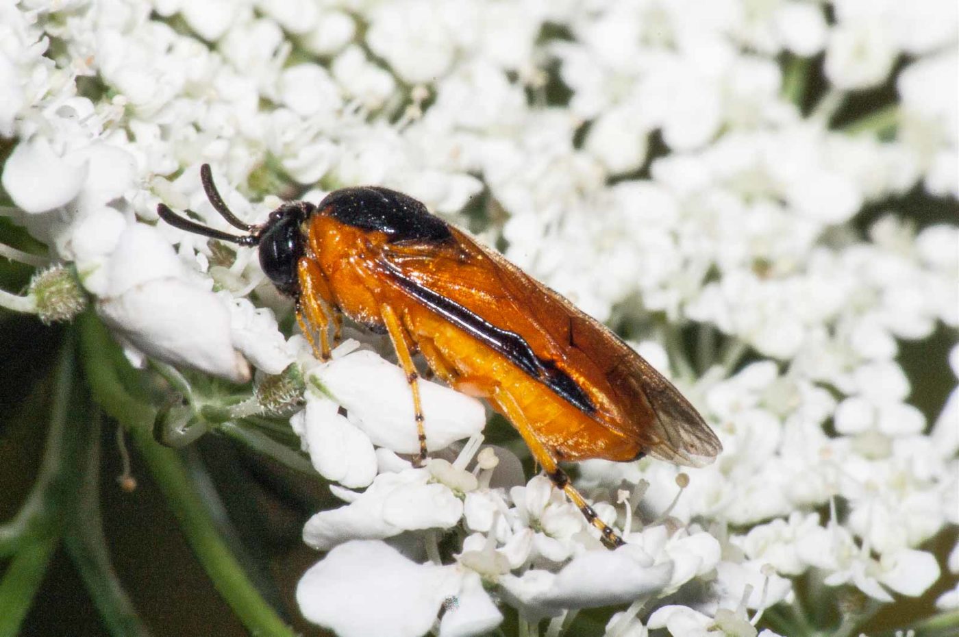 2017-08-13 - NSG Halde Pluto-Wilhelm HER-Wanne