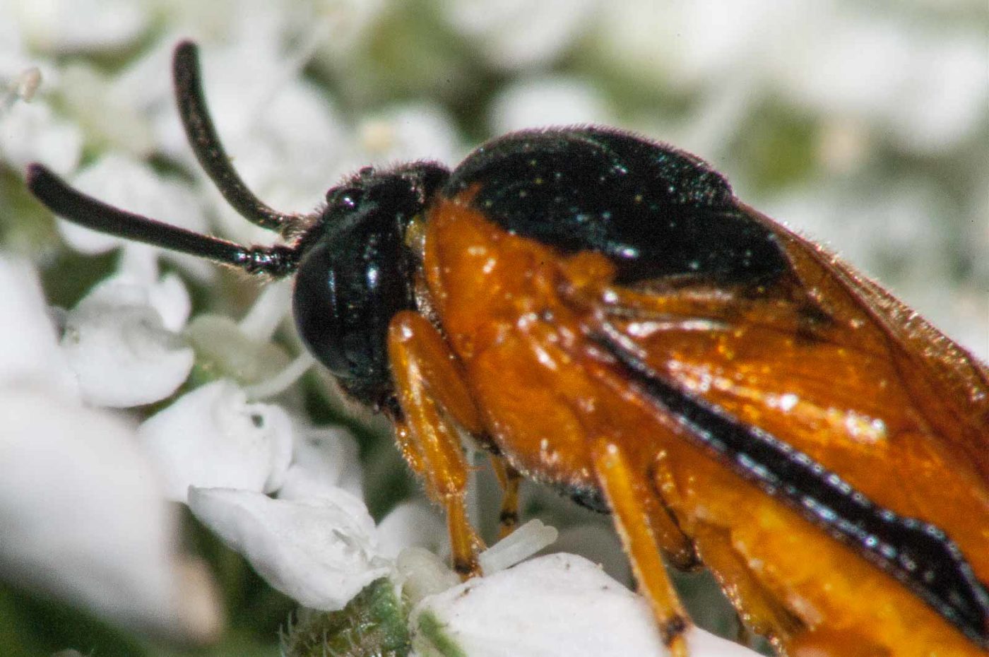 2017-08-13 - NSG Halde Pluto-Wilhelm HER-Wanne