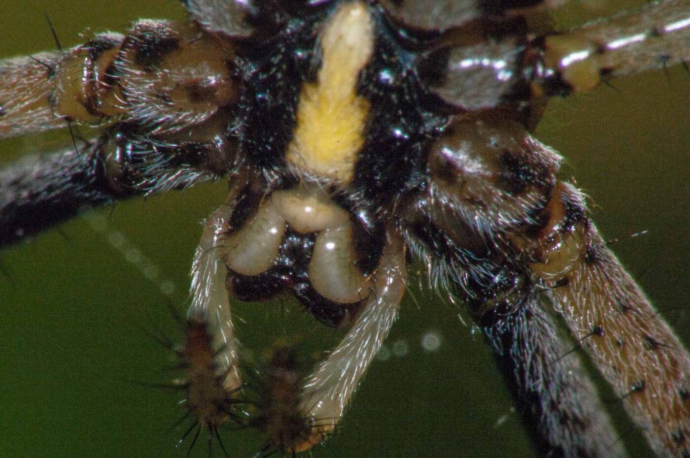 2017-08-13 - NSG Halde Pluto-Wilhelm HER-Wanne