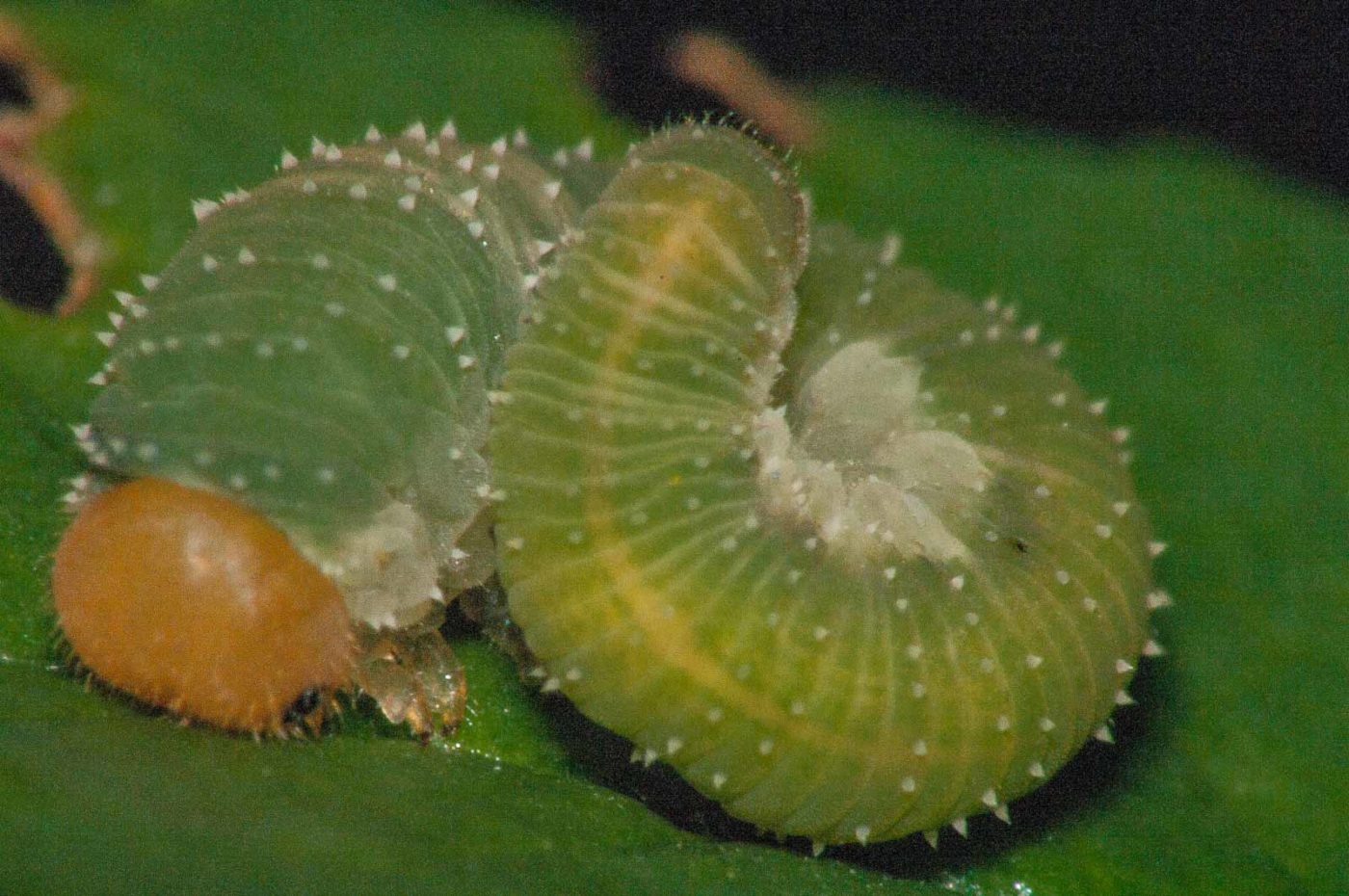 2017-08-13 - NSG Halde Pluto-Wilhelm HER-Wanne