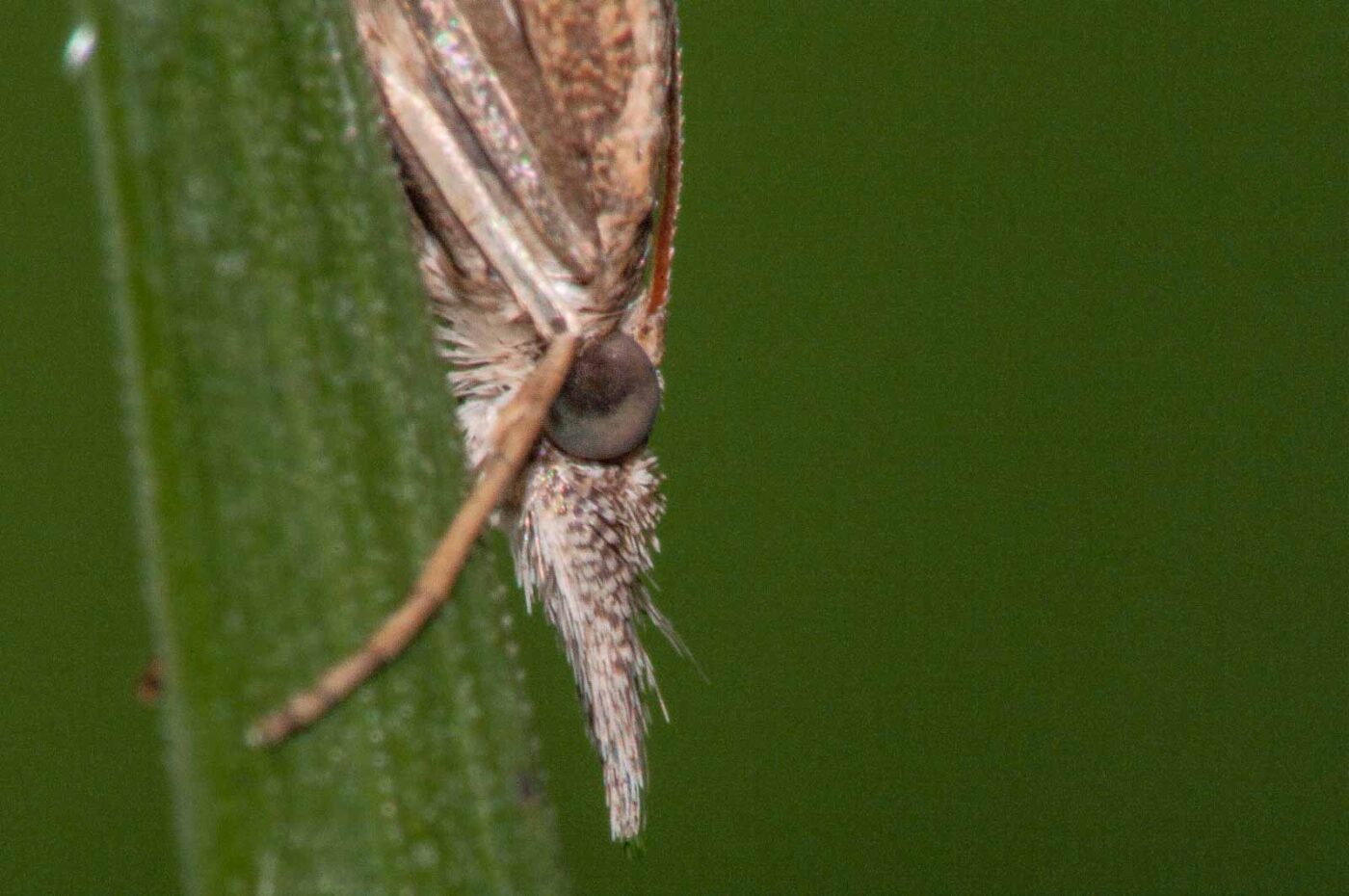 2017-08-13 - NSG Halde Pluto-Wilhelm HER-Wanne