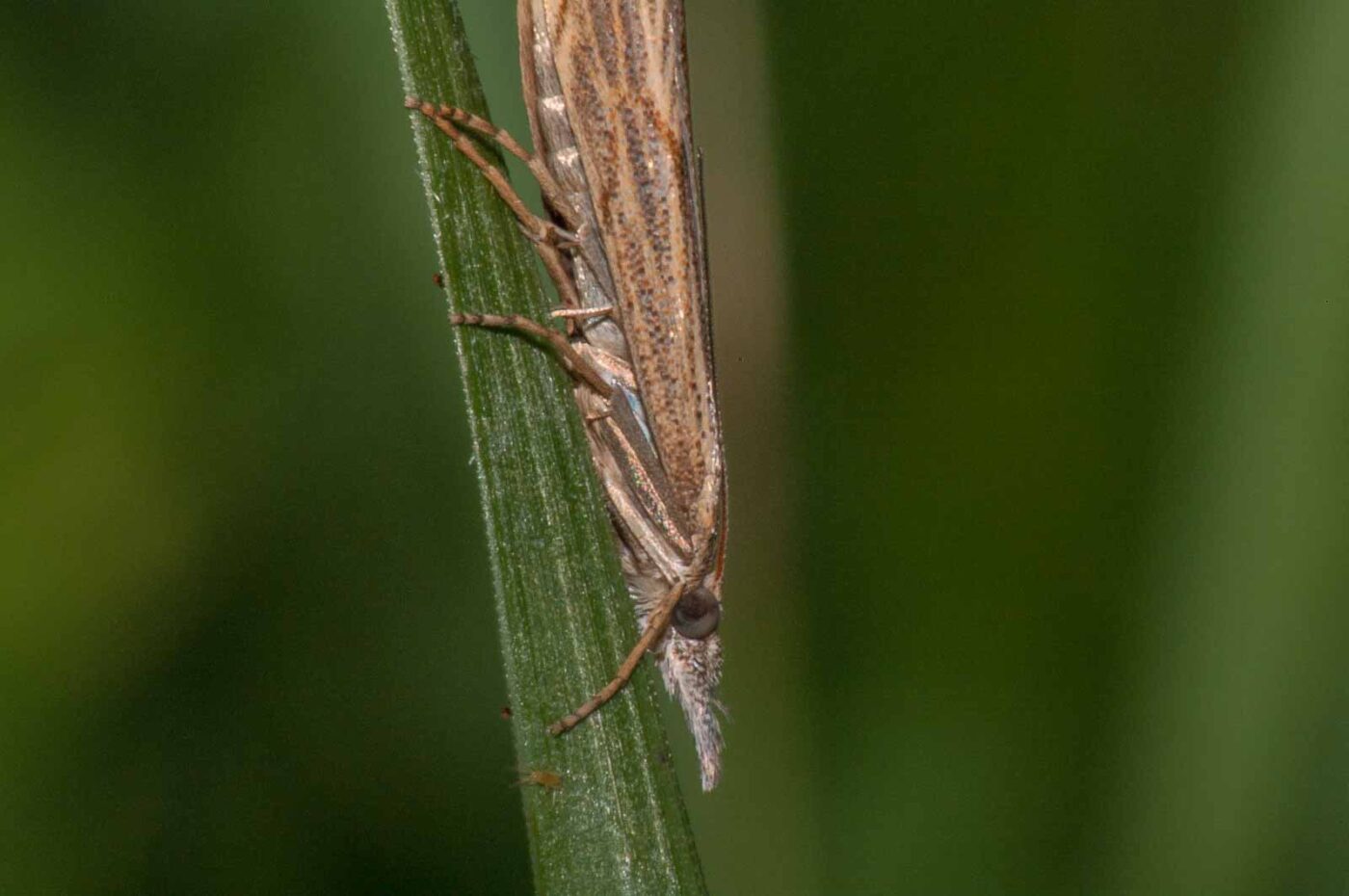 2017-08-13 - NSG Halde Pluto-Wilhelm HER-Wanne