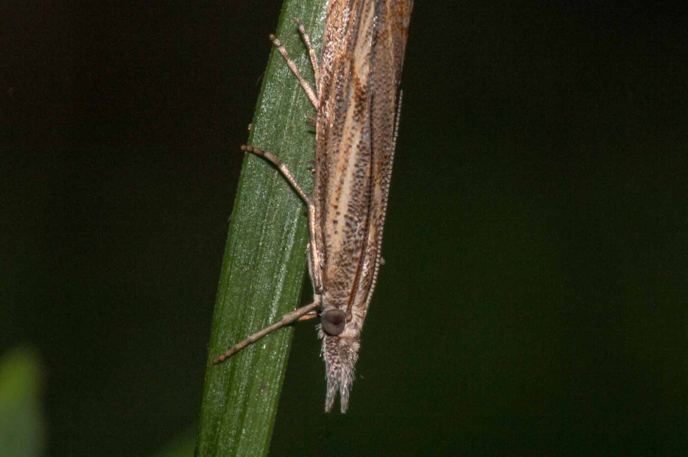 2017-08-13 - NSG Halde Pluto-Wilhelm HER-Wanne