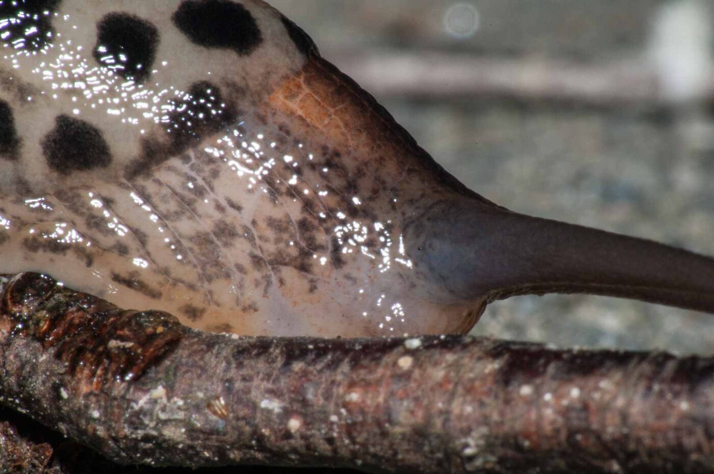 2017-08-13 - NSG Halde Pluto-Wilhelm HER-Wanne