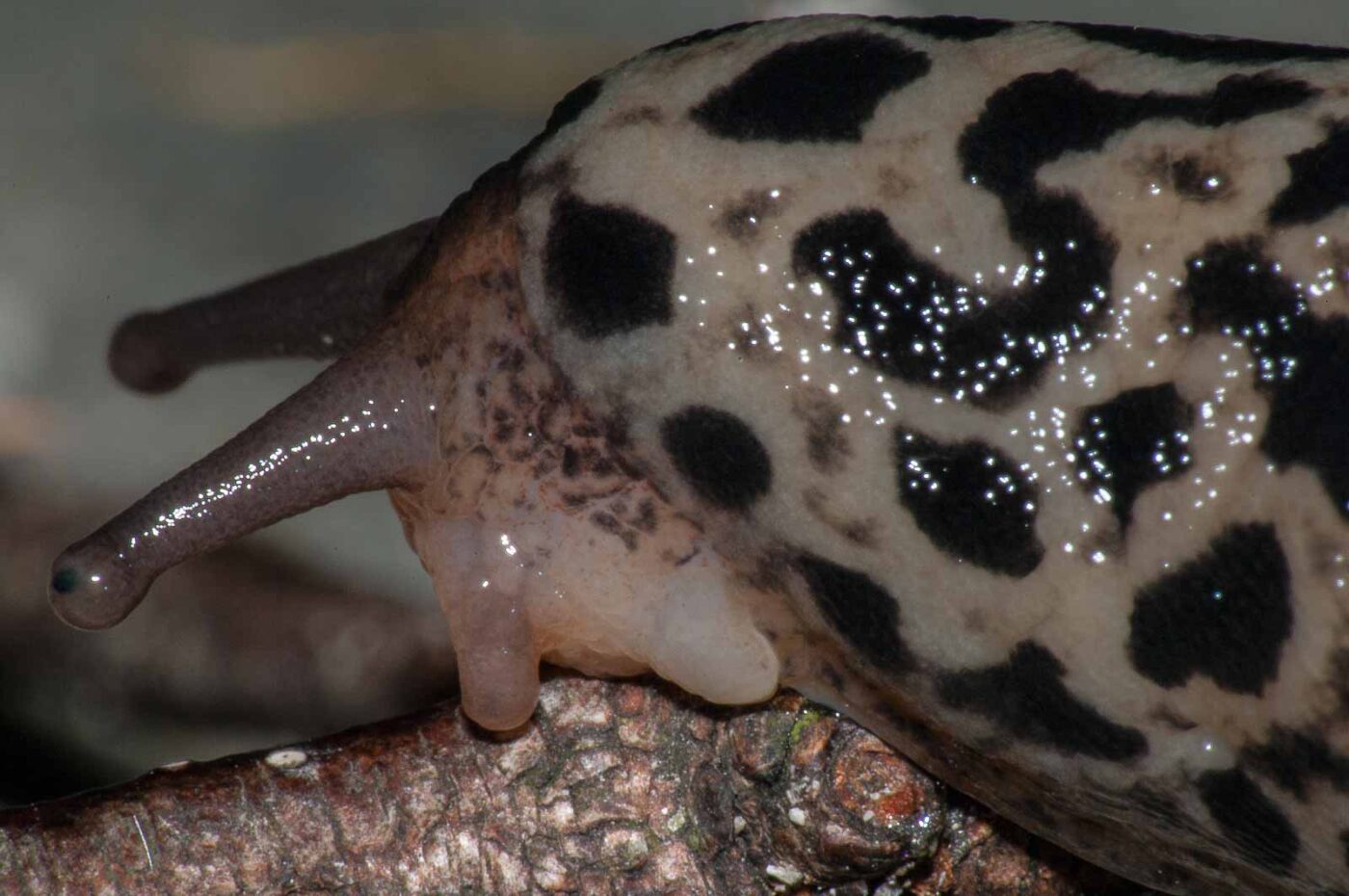 2017-08-13 - NSG Halde Pluto-Wilhelm HER-Wanne