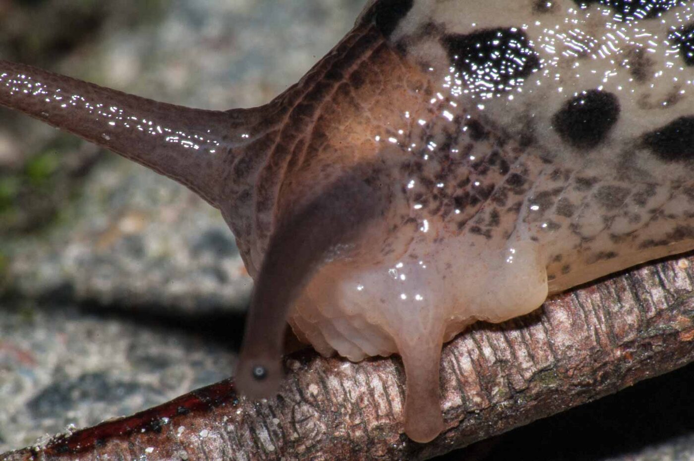 2017-08-13 - NSG Halde Pluto-Wilhelm HER-Wanne