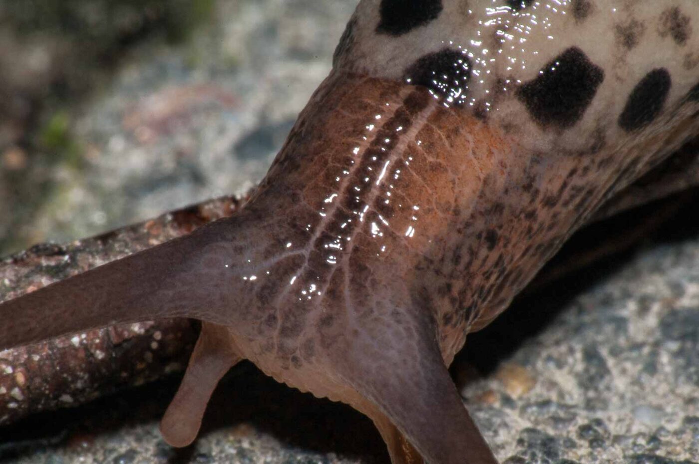 2017-08-13 - NSG Halde Pluto-Wilhelm HER-Wanne