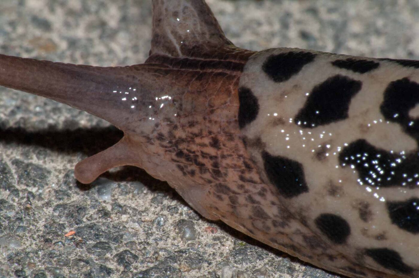 2017-08-13 - NSG Halde Pluto-Wilhelm HER-Wanne