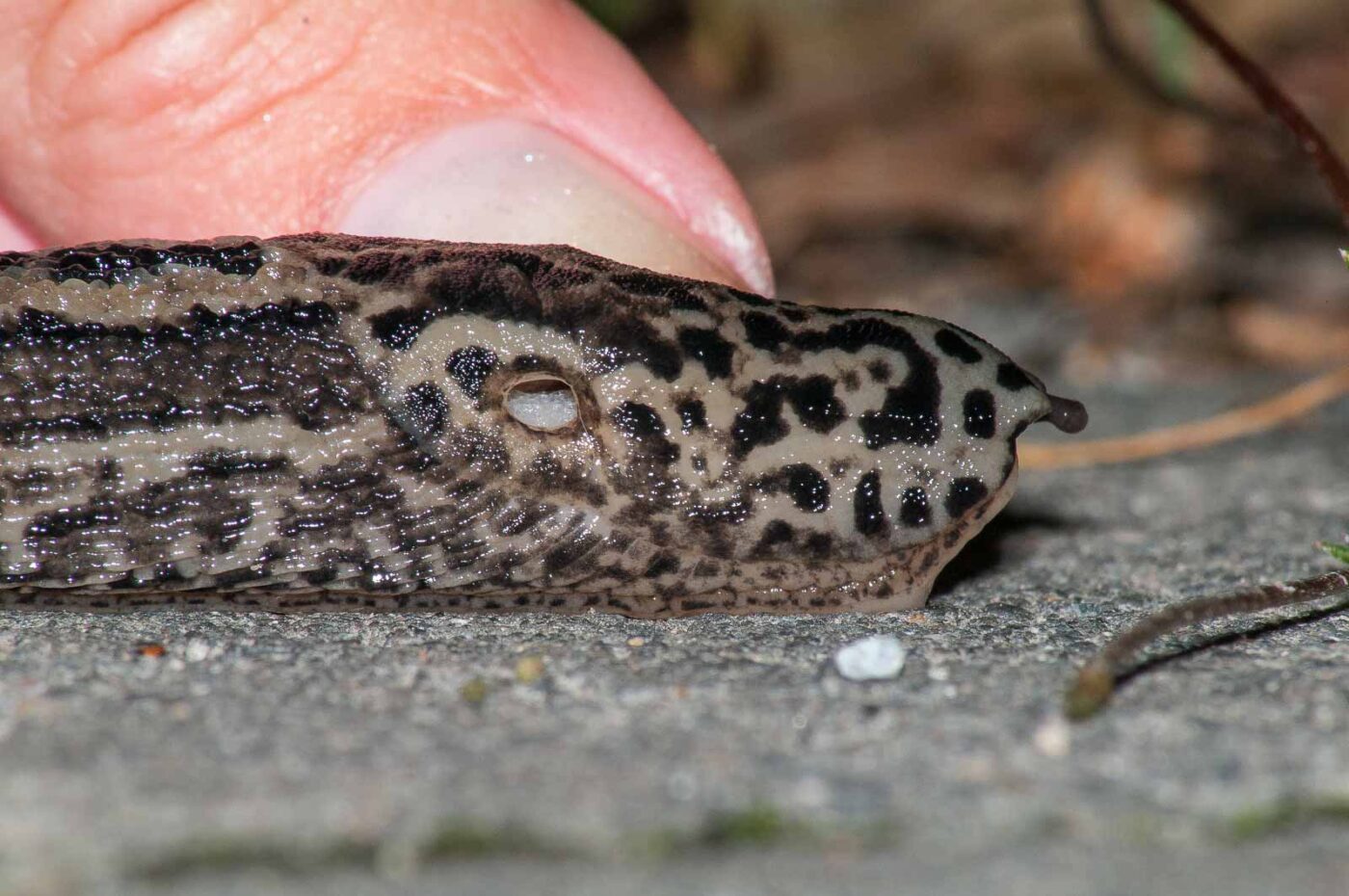 2017-08-13 - NSG Halde Pluto-Wilhelm HER-Wanne