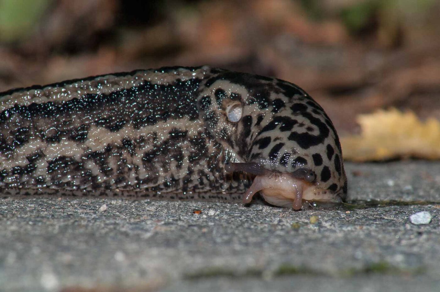 2017-08-13 - NSG Halde Pluto-Wilhelm HER-Wanne