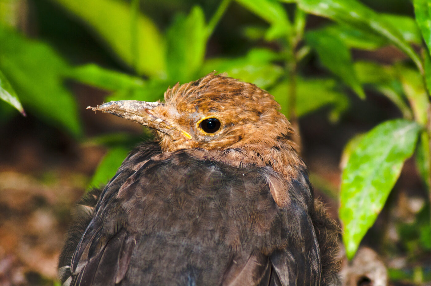 2017-08-14 - NSG Halde Pluto-Wilhelm HER-Wanne