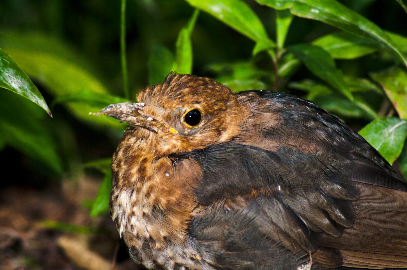 2017-08-14 - NSG Halde Pluto-Wilhelm HER-Wanne
