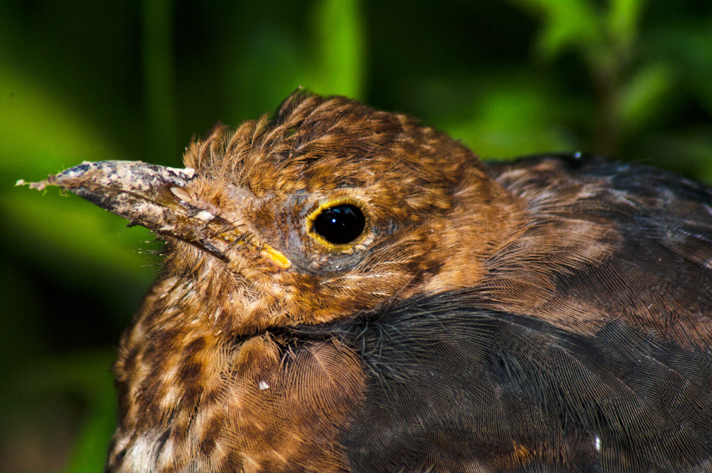 2017-08-14 - NSG Halde Pluto-Wilhelm HER-Wanne