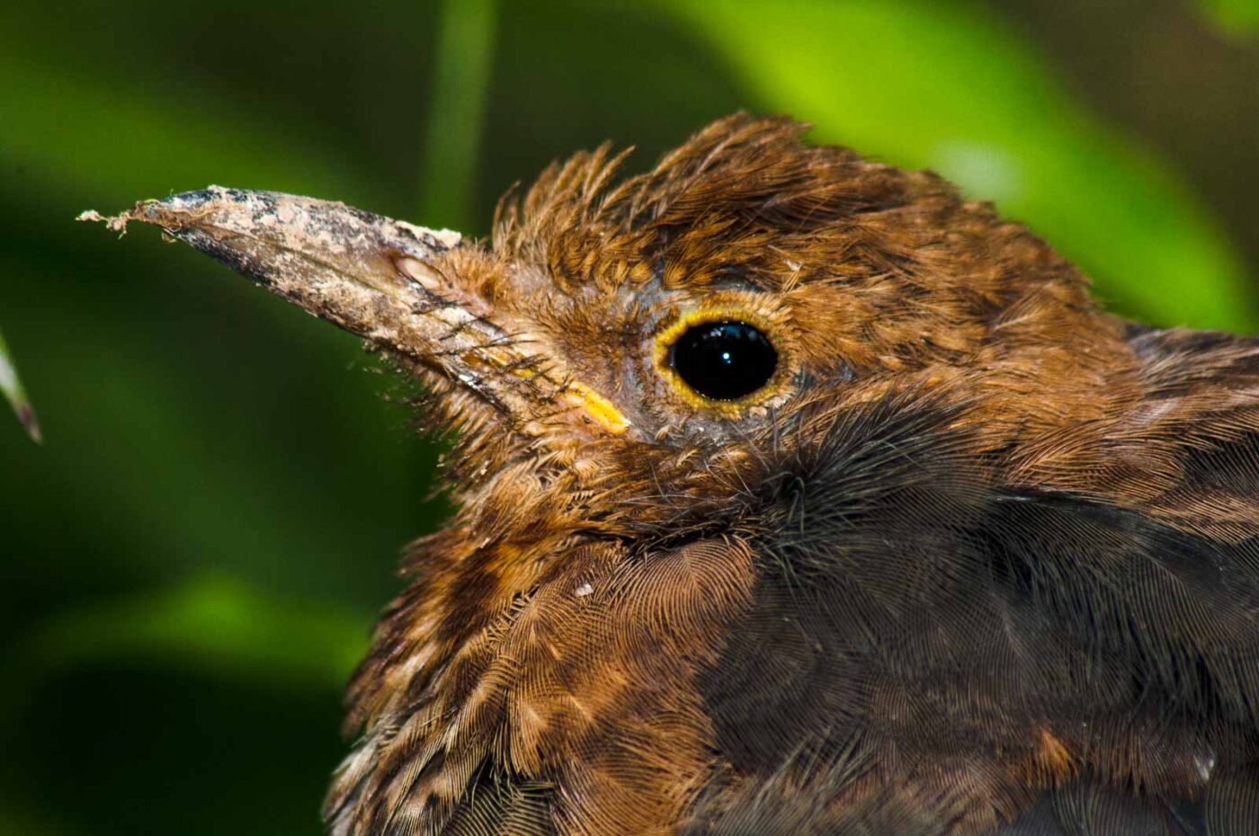 2017-08-14 - NSG Halde Pluto-Wilhelm HER-Wanne