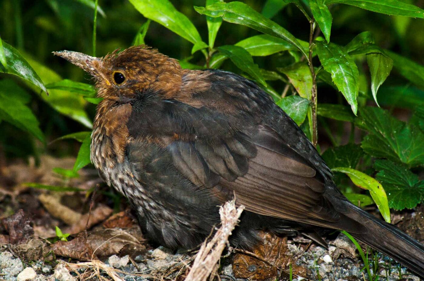 2017-08-14 - NSG Halde Pluto-Wilhelm HER-Wanne