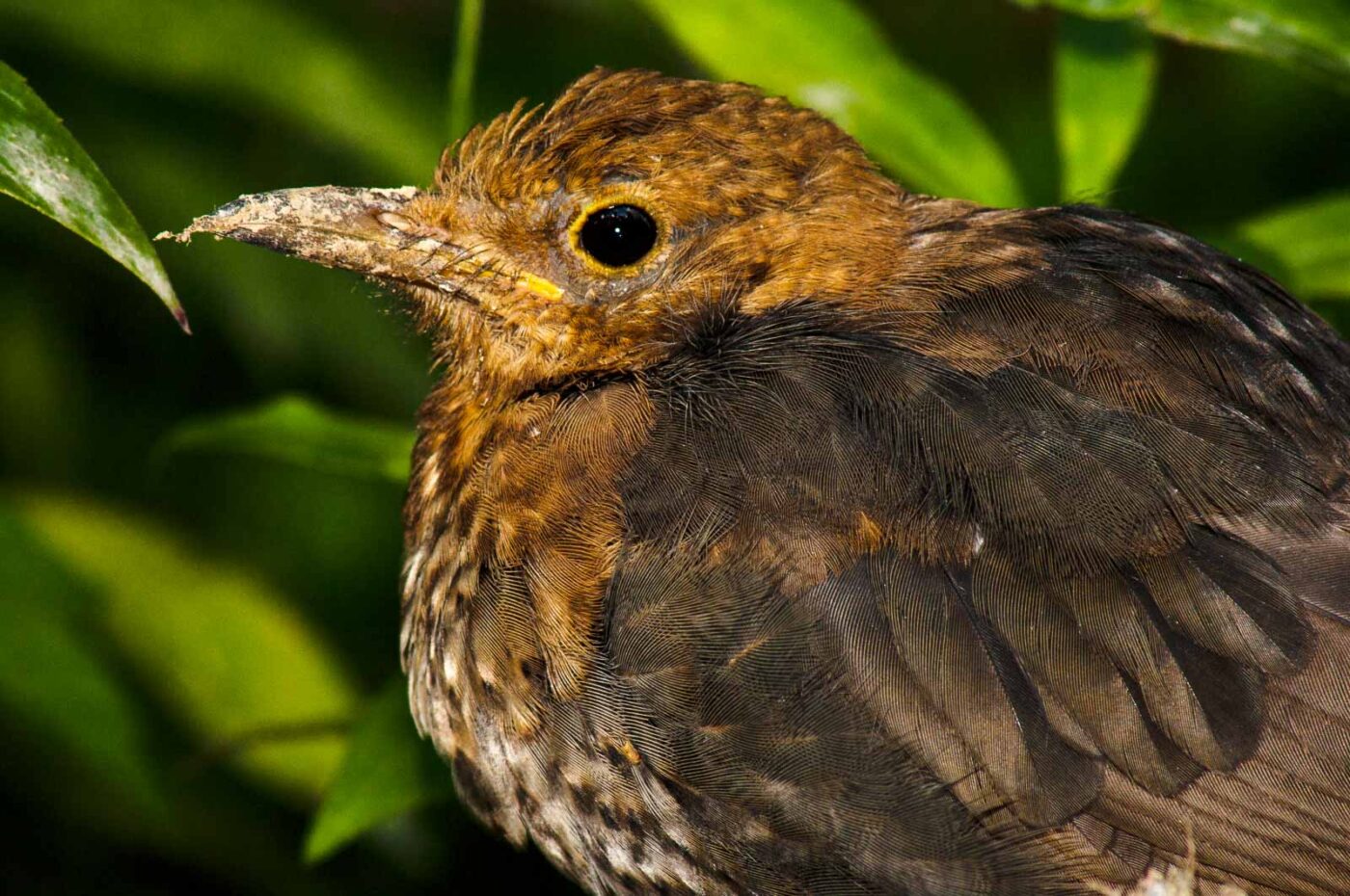 2017-08-14 - NSG Halde Pluto-Wilhelm HER-Wanne