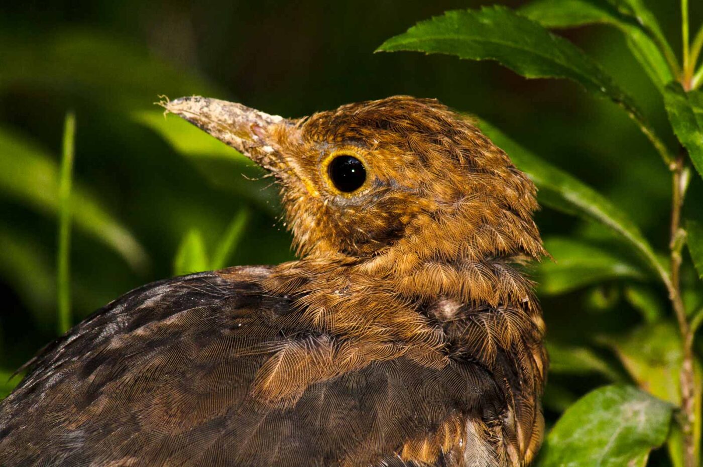 2017-08-14 - NSG Halde Pluto-Wilhelm HER-Wanne